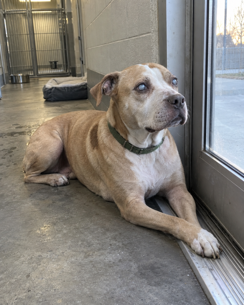 The Cloudy-Eyed Mother Watched Her Last Puppy Leave the Shelter — That Afternoon, the Adopter Returned Because She Couldn’t Forget the Dog Beside the Empty Door
