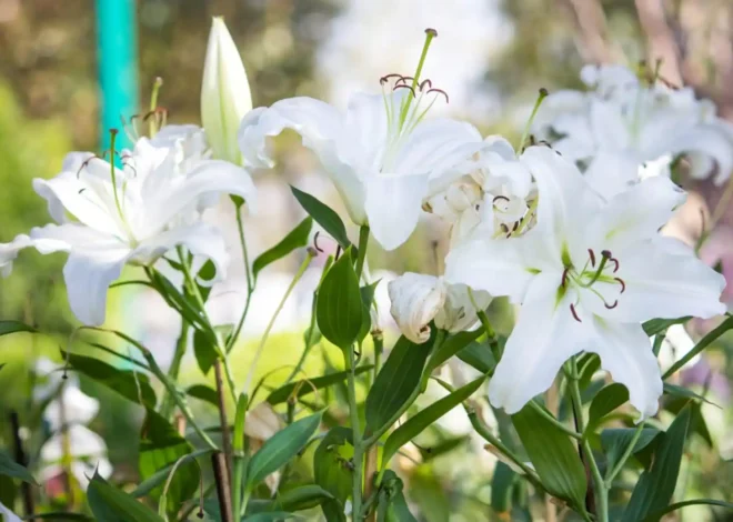 Every Year My Surviving Twin Son Honored His Sister With Lilies