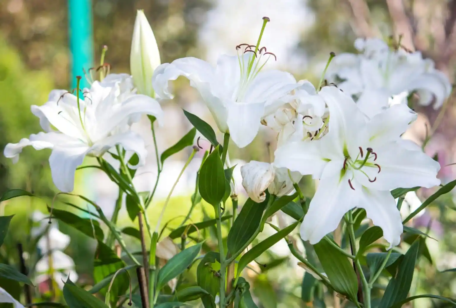 Every Year My Surviving Twin Son Honored His Sister With Lilies