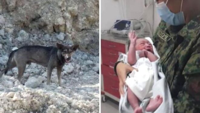 Dog’s Urgent Barking in Cebu Leads Biker to Heartfelt Discovery: A Tale of Unexpected Heroism