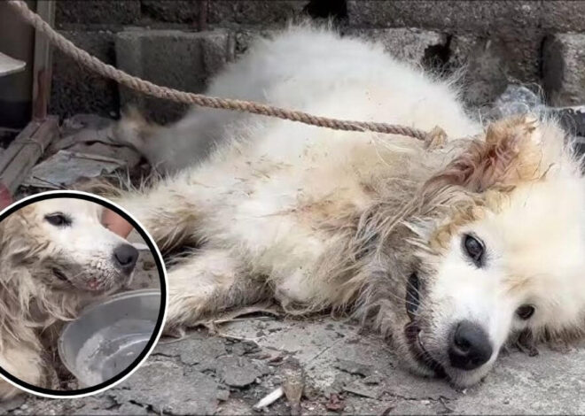A Puppy Endured Abuse at Home. Her Rescue Changed Everything