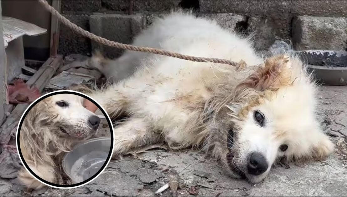 A Puppy Endured Abuse at Home. Her Rescue Changed Everything