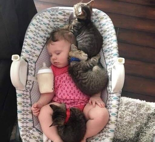 I LET MY DAUGHTER SLEEP FOR TWENTY MINUTES—AND CAME BACK TO FIND THE KITTENS HAD CROWNED HER THEIR QUEEN