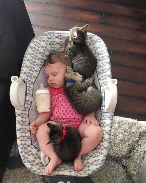 I LET MY DAUGHTER SLEEP FOR TWENTY MINUTES—AND CAME BACK TO FIND THE KITTENS HAD CROWNED HER THEIR QUEEN