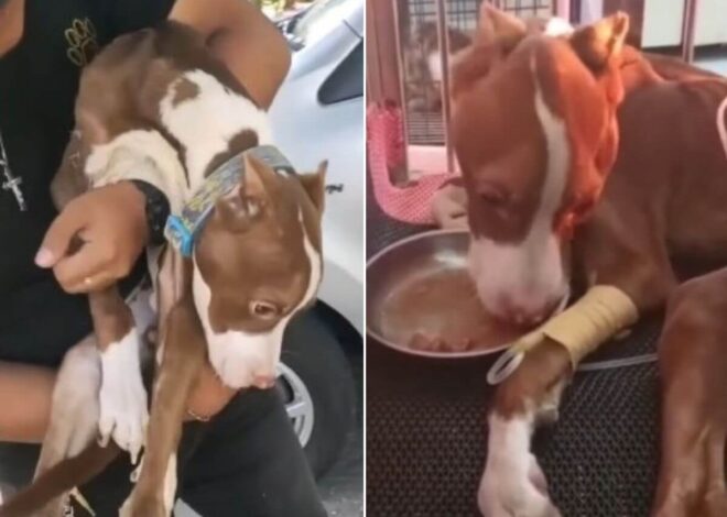 He Never Saw the Sun: The Dog Locked Away Since Puppyhood Who Fought to Live