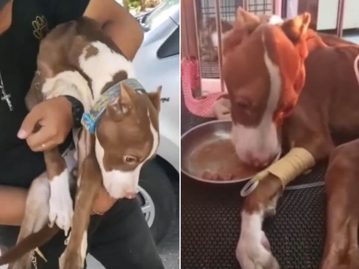 He Never Saw the Sun: The Dog Locked Away Since Puppyhood Who Fought to Live