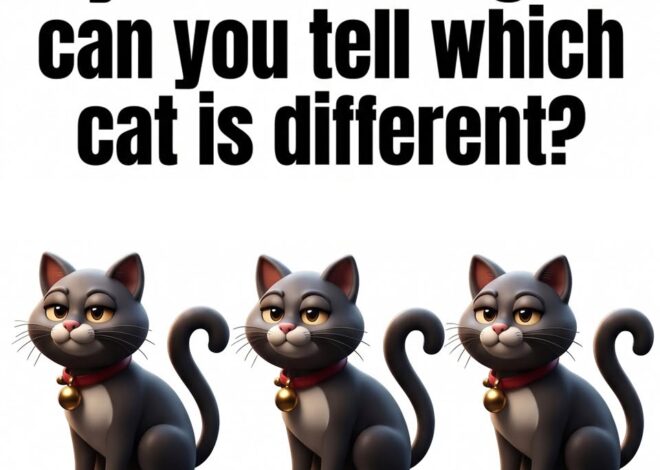 If you’re intelligent can you tell which cat is different?