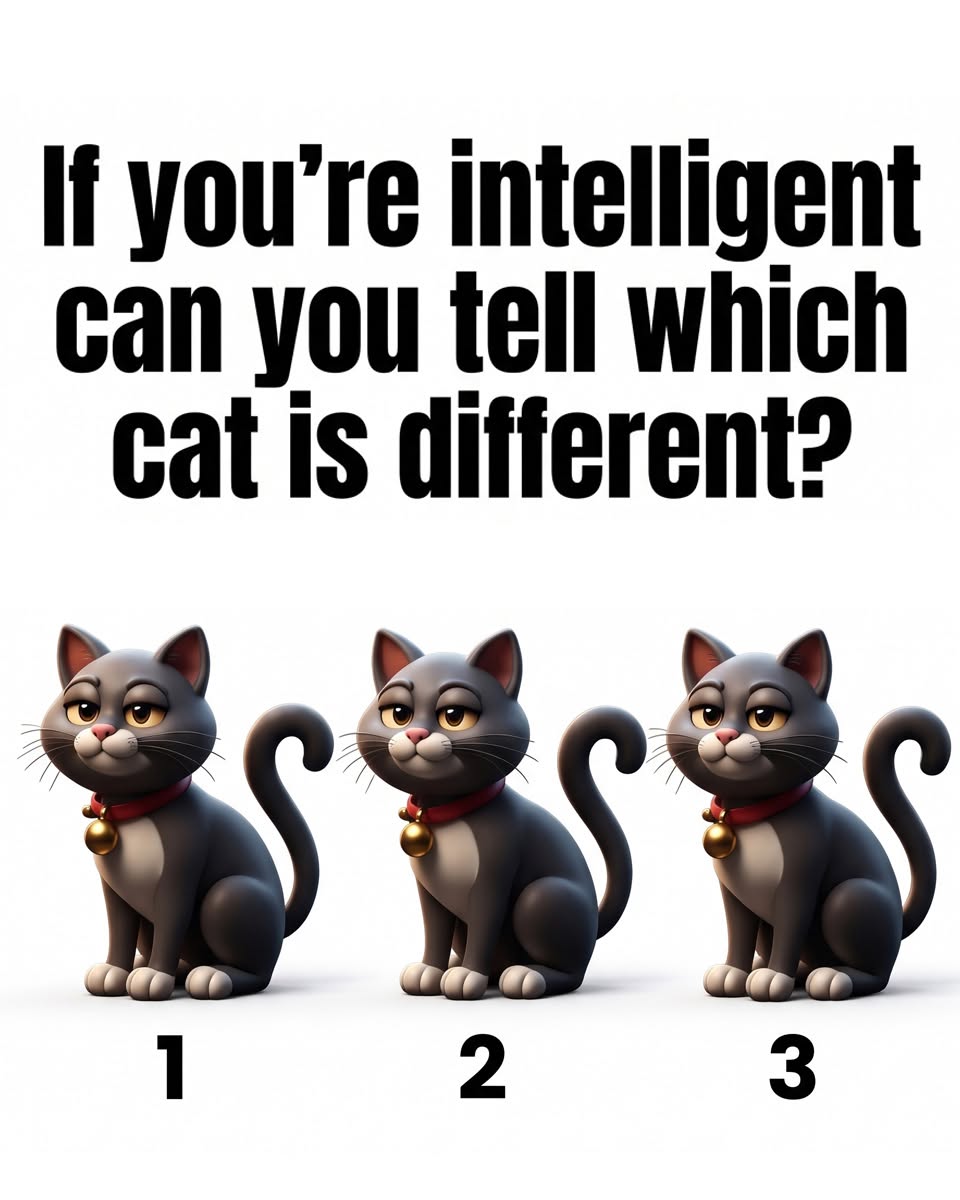 If you’re intelligent can you tell which cat is different?