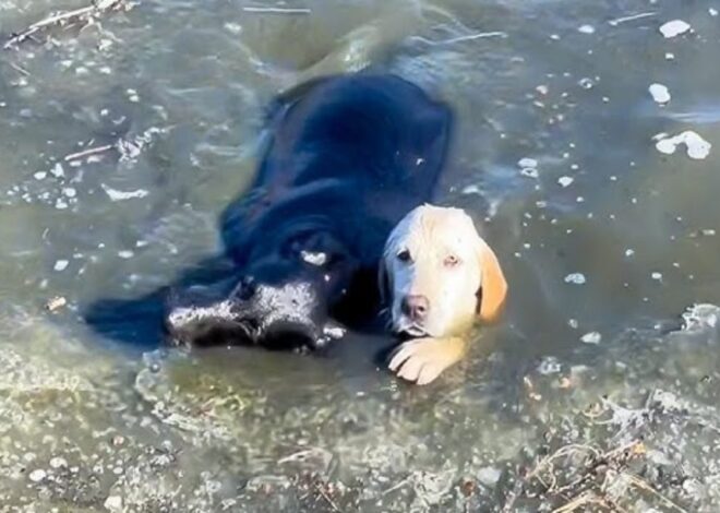 People Cover Their Faces As Dog Starts To Drown, But A Man’s Big-Heart Takes Over