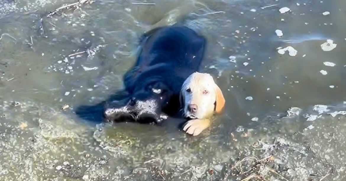 People Cover Their Faces As Dog Starts To Drown, But A Man’s Big-Heart Takes Over