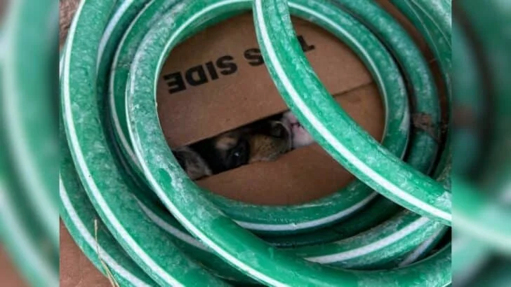 Texas Volunteer Stops At Soft Whimpers And Discovers A Box Holding Seven Frightened Lives