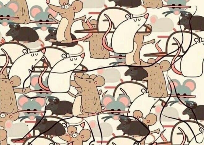 Alzheimer’s Test: How Fast Can You Find The Hidden Animal?