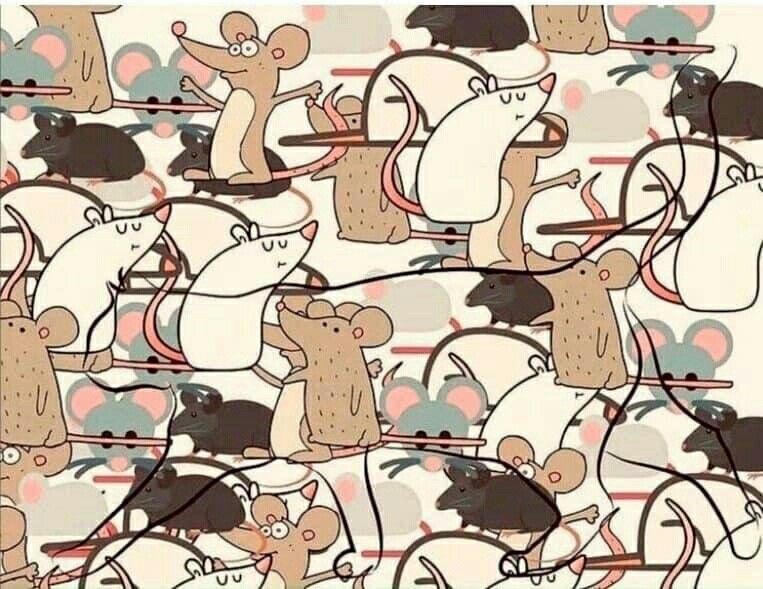 Alzheimer’s Test: How Fast Can You Find The Hidden Animal?