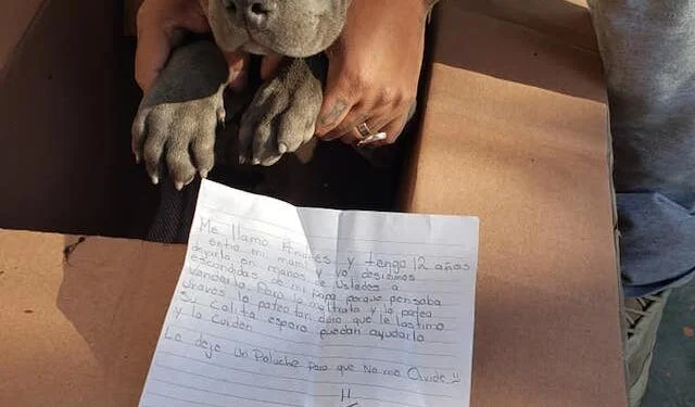 A 12-Year-Old Left His Puppy at a Shelter With a Toy: “So He Won’t Forget Me”